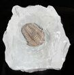 Flexicalymene Trilobite - Ohio #61043-1